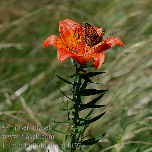 Lilium bulbiferum Orange lily Brannlilje Ruskolilja