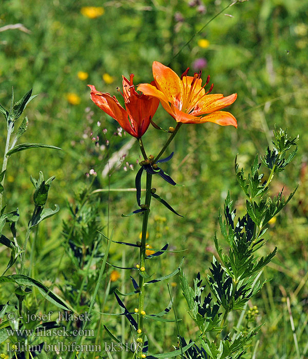 Lilium bulbiferum Lis bulbeux orangé Oranje lelie