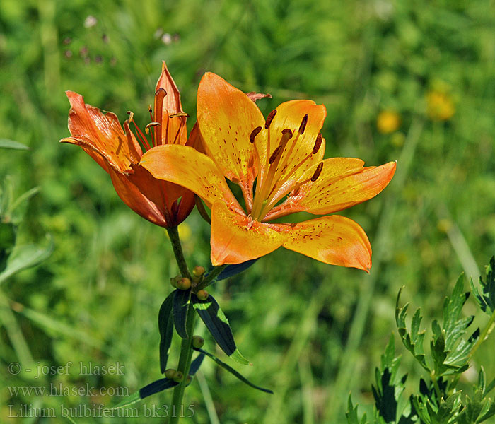 Lilium bulbiferum Giglio rosso con bulbilli