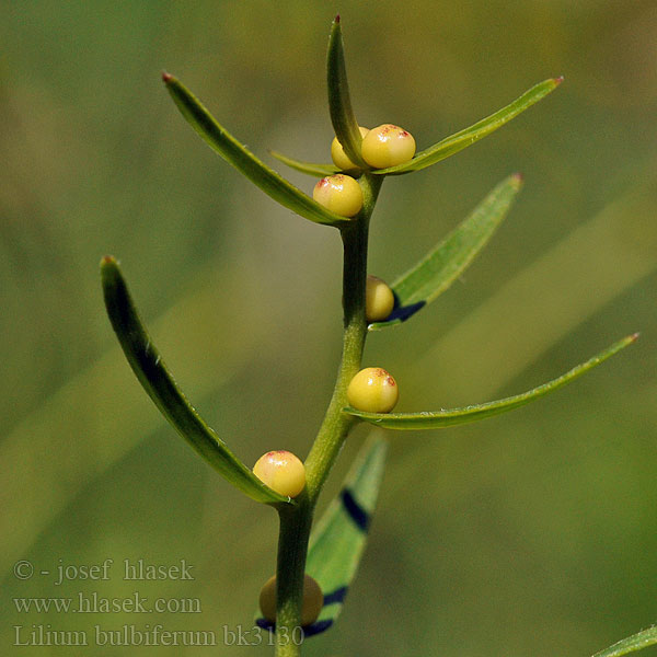 Lilium bulbiferum Feuerlilie Lilia bulwkowata