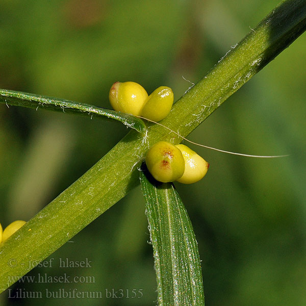 Lilium bulbiferum Ľalia cibuľkonosná Lilie cibulkonosná