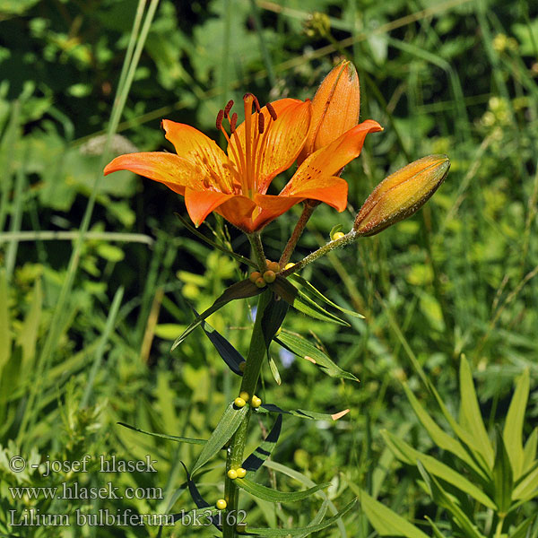 Lilium bulbiferum Brandlilja リリウム・ブルビフェルム