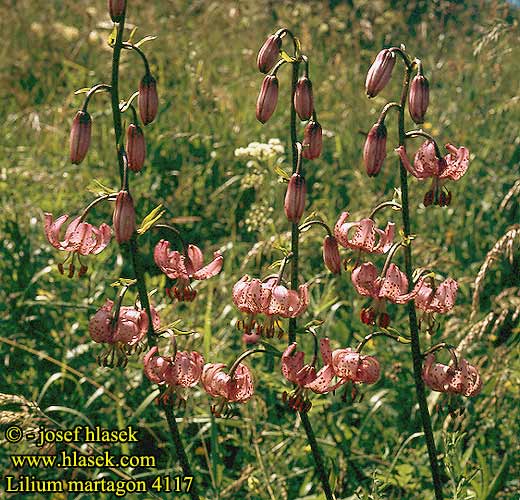 Lilium martagon Martagon lily Varjolilja Lys Lis martagon