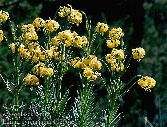 Lilium pyrenaicum 10296