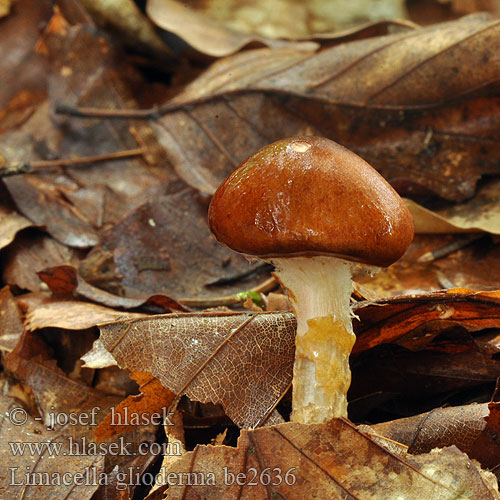 Limacella glioderma delicata Orangebrun snekkehat Slizobedla mazlavá 茶色粘伞 Ruskolimalakki Limacelle gluante Oranjebruine kleefparasol Tapadós őzlábgomba Schmieriger Schleimschirmling Melsneglehatt Brun klibbskivling Лимацелла клейкая