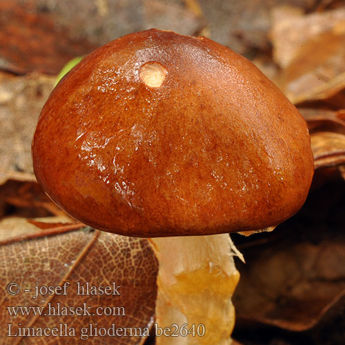 茶色粘伞 Ruskolimalakki Limacelle gluante Oranjebruine kleefparasol Tapadós őzlábgomba Schmieriger Schleimschirmling Melsneglehatt Brun klibbskivling Лимацелла клейкая Limacella glioderma delicata Orangebrun snekkehat Slizobedla mazlavá