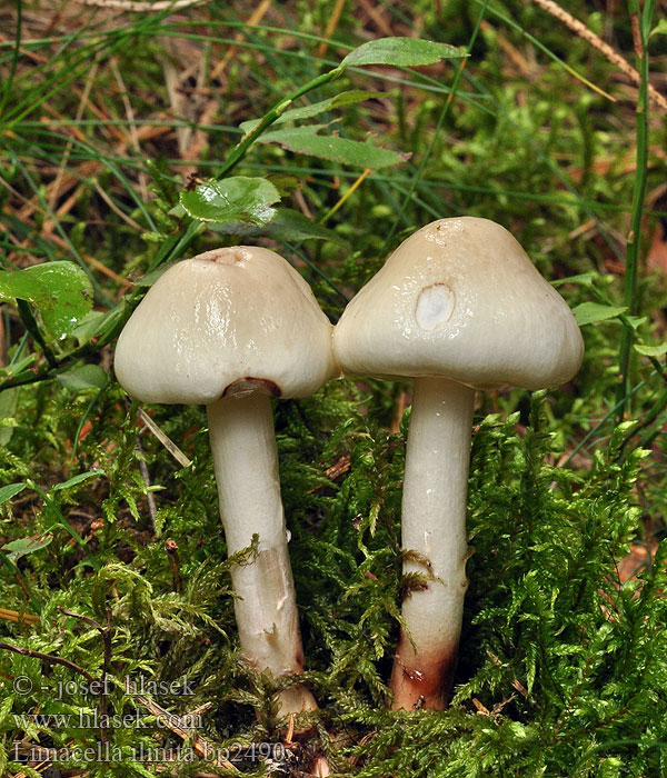 Limacella illinita Slizobedla lesklá Witte kleefparasol