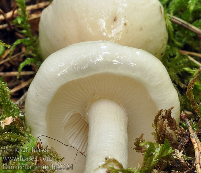 Лимацелла масляная Overflowing Slimy Stem