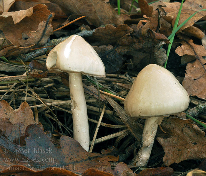 Limacella illinita Slimsneglehatt Лимацелла масляная