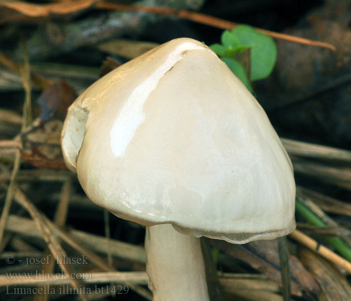 Limacella illinita Overflowing Slimy Stem