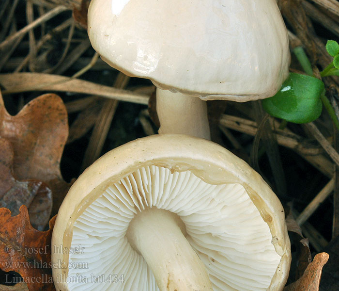 Limacella illinita Ganzschleimiger Schleimschirmling