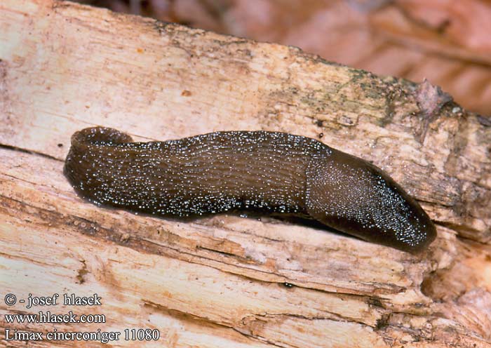 Limax cinereoniger 11080 UK: Ashy-grey Ash-black Slug DK: Gråsnegl FI: Ukkoetana FR: Limace noirâtre NL: Zwarte aardslak IT: Limaccia nerastra DE: Schwarzer Schnegel PL: Pomrów czarniawy SK: slizniak pásavý CZ: slimák popelavý SE: Gråsvart kölsnigel RU: Слизень чёрный NO: Svart skogsnegl LT: Juodasis šliužas