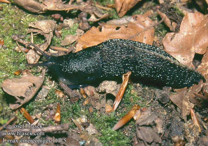 Limax cinereoniger 11115 UK: Ashy-grey Ash-black Slug DK: Gråsnegl FI: Ukkoetana FR: Limace noirâtre NL: Zwarte aardslak IT: Limaccia nerastra DE: Schwarzer Schnegel PL: Pomrów czarniawy SK: slizniak pásavý CZ: slimák popelavý SE: Gråsvart kölsnigel RU: Слизень чёрный NO: Svart skogsnegl LT: Juodasis šliužas