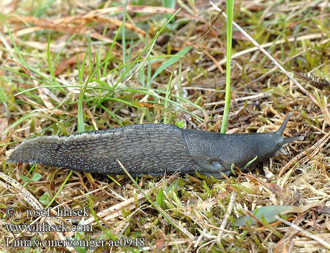 Limax cinereoniger ae0948 UK: Ashy-grey Ash-black Slug DK: Gråsnegl FI: Ukkoetana FR: Limace noirâtre NL: Zwarte aardslak IT: Limaccia nerastra DE: Schwarzer Schnegel PL: Pomrów czarniawy SK: slizniak pásavý CZ: slimák popelavý SE: Gråsvart kölsnigel RU: Слизень чёрный NO: Svart skogsnegl LT: Juodasis šliužas