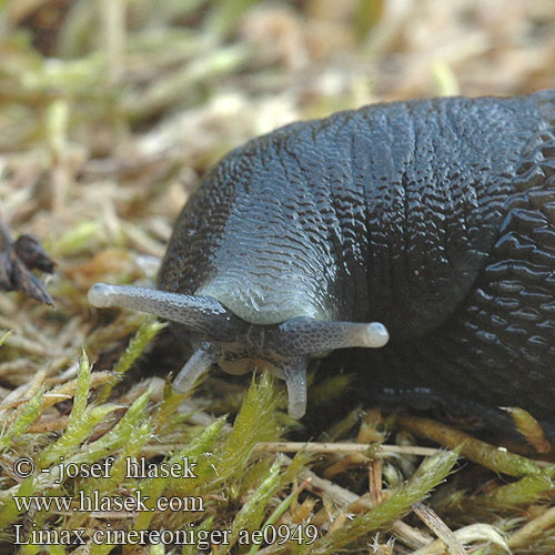 Limax cinereoniger ae0949 UK: Ashy-grey Ash-black Slug DK: Gråsnegl FI: Ukkoetana FR: Limace noirâtre NL: Zwarte aardslak IT: Limaccia nerastra DE: Schwarzer Schnegel PL: Pomrów czarniawy SK: slizniak pásavý CZ: slimák popelavý SE: Gråsvart kölsnigel RU: Слизень чёрный NO: Svart skogsnegl LT: Juodasis šliužas