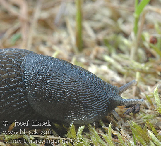 Limax cinereoniger ae0952 UK: Ashy-grey Ash-black Slug DK: Gråsnegl FI: Ukkoetana FR: Limace noirâtre NL: Zwarte aardslak IT: Limaccia nerastra DE: Schwarzer Schnegel PL: Pomrów czarniawy SK: slizniak pásavý CZ: slimák popelavý SE: Gråsvart kölsnigel RU: Слизень чёрный NO: Svart skogsnegl LT: Juodasis šliužas