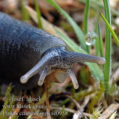 Limax cinereoniger ae0958 UK: Ashy-grey Ash-black Slug DK: Gråsnegl FI: Ukkoetana FR: Limace noirâtre NL: Zwarte aardslak IT: Limaccia nerastra DE: Schwarzer Schnegel PL: Pomrów czarniawy SK: slizniak pásavý CZ: slimák popelavý SE: Gråsvart kölsnigel RU: Слизень чёрный NO: Svart skogsnegl LT: Juodasis šliužas