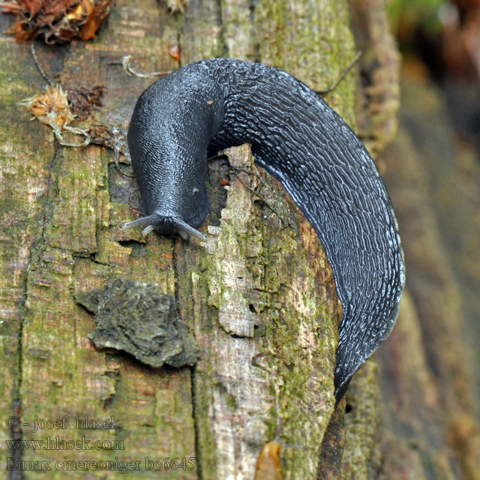 Ashy-grey Ash-black Slug Gråsnegl Ukkoetana Limace noirâtre Limax cinereoniger
