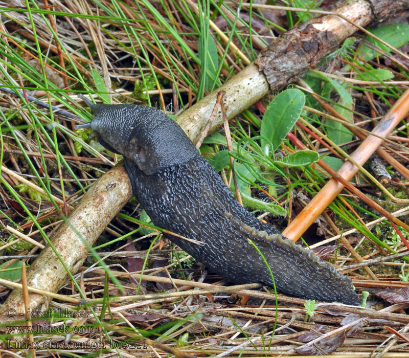 Limax cinereoniger Zwarte aardslak Limaccia nerastra Schwarzer Schnegel