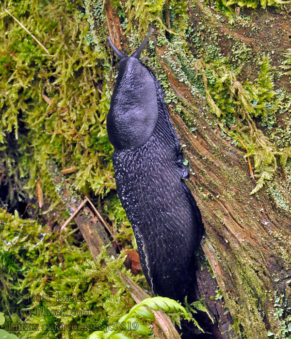 Limax cinereoniger Ashy-grey Ash-black Slug Gråsnegl Ukkoetana Limace noirâtre