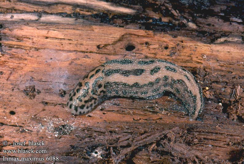 Limax maximus 6088 UK: Giant Gardenslug Leopard Slug DK: Plettet gråsnegl FI: Jättietana FR: Limace léopard NL: Grote Aardslak IT: Limaccia cinerea HU: Nagy meztelencsiga DE: Tigerschnegel Großer Schnegel Große Egelschnecke PL: pomrów wielki SK: slizniak veľký CZ: slimák největší ES: Limaco grande SE: Pantersnigel RU: Большой слизень