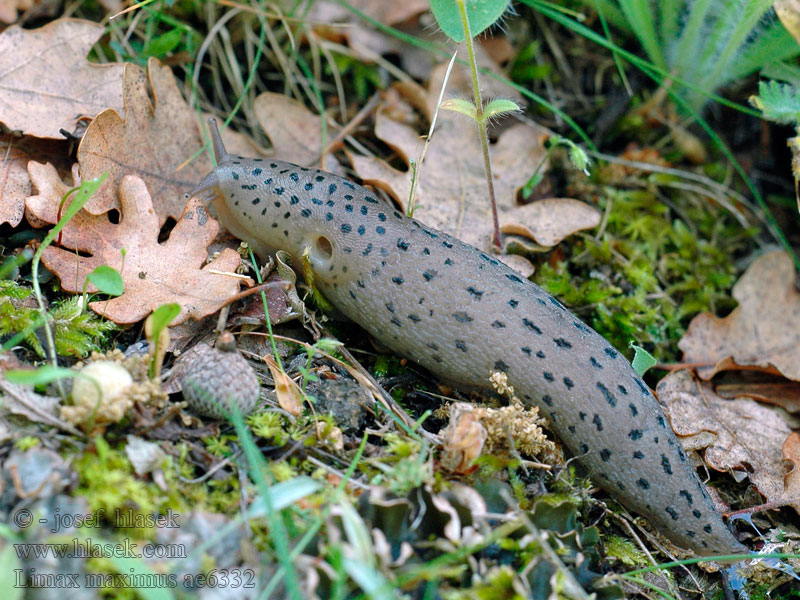 Limax maximus Nagy meztelencsiga Tigerschnegel Großer Schnegel Große