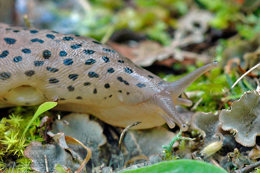 Limax maximus Giant Gardenslug Leopard Slug Plettet gråsnegl