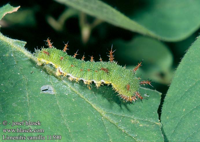 Limenitis camilla sibilla White Admiral Hvid admiral Petit Sylvain kleine ijsvogelvlinder Kis lonclepke Kleiner Eisvogel Pokłonnik kamilla Ленточница малая Ленточник камилла Bielopásavec zemolezový bělopásek dvouřadý Ninfa bosque Tryfjäril イチモンジチョウ Hanimeli Kelebegi Kuusamaperhonen Mali trepetljikar Mali trepetlikar Стрічкарка каміла