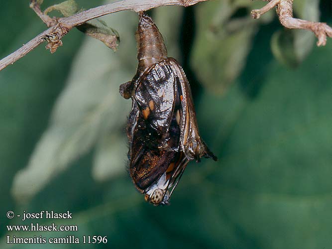 Стрічкарка каміла Limenitis camilla sibilla White Admiral Hvid admiral Petit Sylvain Kleine ijsvogelvlinder Kis lonclepke Kleiner Eisvogel Pokłonnik kamilla Ленточница малая Ленточник камилла Bielopásavec zemolezový Bělopásek dvouřadý Ninfa bosque Tryfjäril イチモンジチョウ Hanimeli Kelebegi Kuusamaperhonen Mali trepetljikar Mali trepetlikar