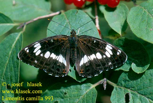 White Admiral Hvid admiral Petit Sylvain Kleine ijsvogelvlinder Kis lonclepke Kleiner Eisvogel Pokłonnik kamilla Ленточница малая Ленточник камилла Bielopásavec zemolezový Bělopásek dvouřadý Ninfa bosque Tryfjäril イチモンジチョウ Hanimeli Kelebegi Kuusamaperhonen Mali trepetljikar Mali trepetlikar Стрічкарка каміла Limenitis camilla sibilla