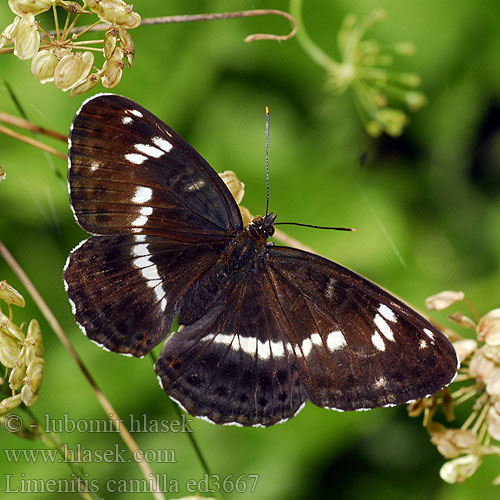 Ninfa bosque Tryfjäril イチモンジチョウ Hanimeli Kelebegi Kuusamaperhonen Mali trepetljikar Mali trepetlikar Стрічкарка каміла Limenitis camilla sibilla White Admiral Hvid admiral Petit Sylvain Kleine ijsvogelvlinder Kis lonclepke Kleiner Eisvogel Pokłonnik kamilla Ленточница малая Ленточник камилла Bielopásavec zemolezový Bělopásek dvouřadý