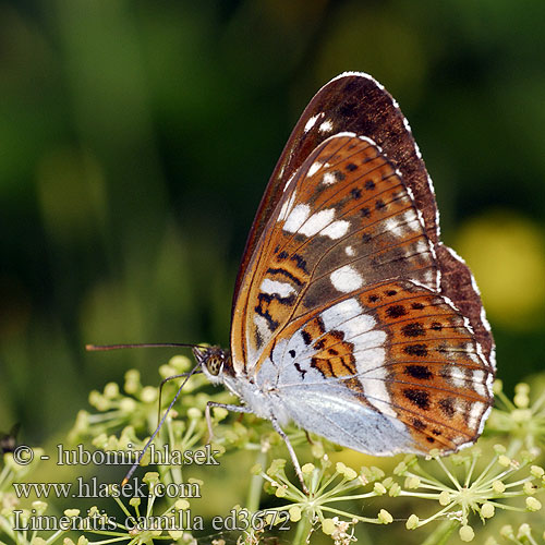 Tryfjäril イチモンジチョウ Hanimeli Kelebegi Kuusamaperhonen Mali trepetljikar Mali trepetlikar Стрічкарка каміла Limenitis camilla sibilla White Admiral Hvid admiral Petit Sylvain Kleine ijsvogelvlinder Kis lonclepke Kleiner Eisvogel Pokłonnik kamilla Ленточница малая Ленточник камилла Bielopásavec zemolezový Bělopásek dvouřadý Ninfa bosque