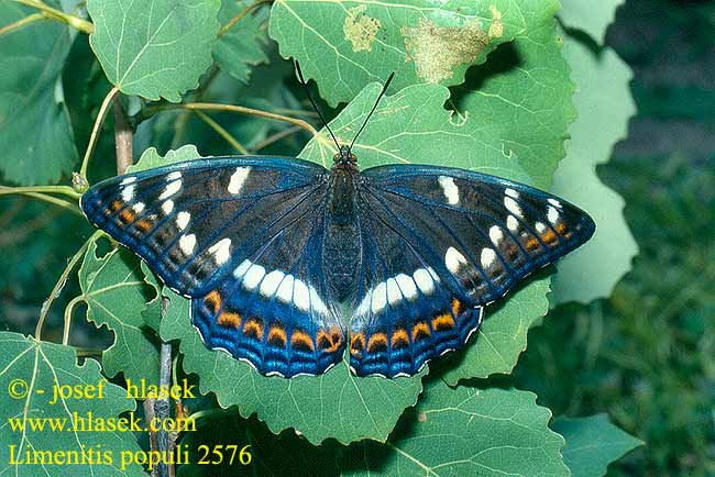 Limenitis populi Poplar Admiral Poppelsommerfugl