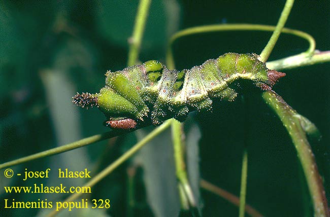 Limenitis populi Haapaperhonen Grand Sylvain grote