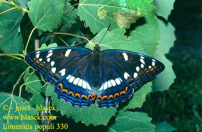 Limenitis populi Grote ijsvogelvlinder nagy