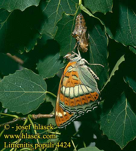 Limenitis populi Aspfurste オオイチモンジ