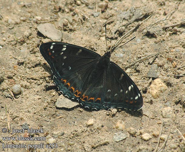 Limenitis populi Ленточник тополевый