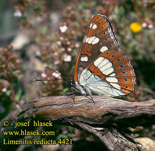 Limenitis reducta Southern White Admiral Sylvain Azure blauwe