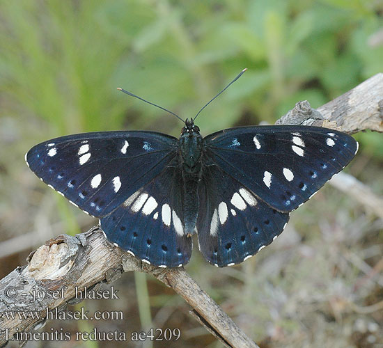 Limenitis reducta Sylvain Azure blauwe ijsvogelvlinder