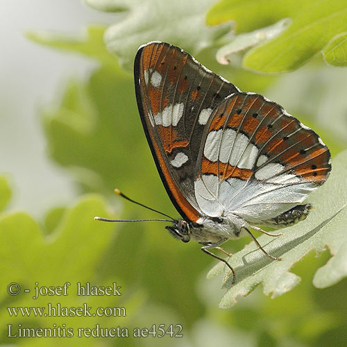 Limenitis reducta Kék lonclepke Blauschwarzer Eisvogel