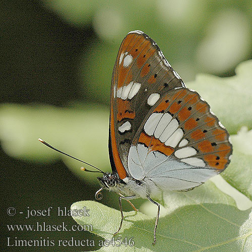 Limenitis reducta Blauschwarzer Eisvogel Zaunlilienfalter