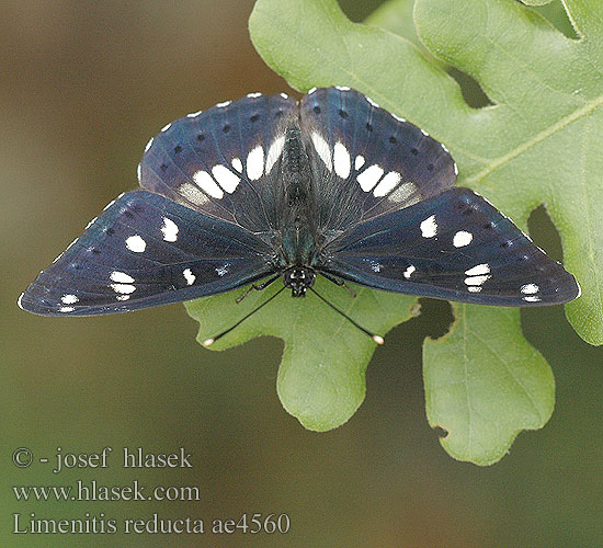 Limenitis reducta Ленточник однорядный