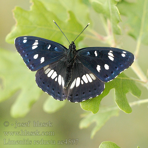 Limenitis reducta Ninfa arroyos Southern White Admiral