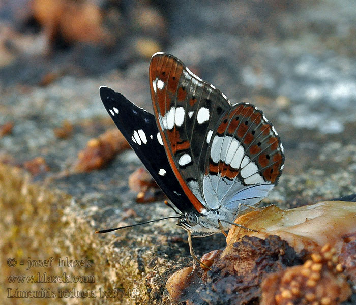 Southern White Admiral Bielopásavec jednoradový Limenitis reducta