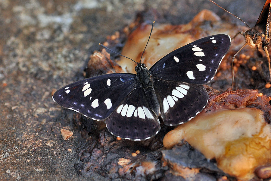 Sylvain Azure Blauwe ijsvogelvlinder Limenitis reducta