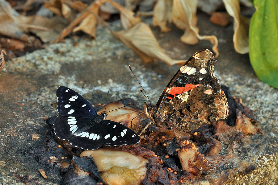 Bělopásek jednořadý Ninfa arroyos Limenitis reducta