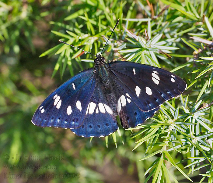 Southern White Admiral Sylvain Azure Blauwe ijsvogelvlinder Limenitis reducta