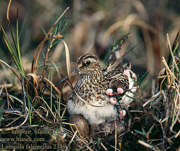 Limicola falcinellus Broad-billed Sandpiper Sumpfläufer Bécasseau falcinelle Correlimos Falcinelo Jespáček ploskozobý Kærløber Breedbekstrandloper Jänkäsirriäinen Gambecchio frullino Fjellmyrløper Myrsnäppa 闊嘴鷸 Грязовик キリアイ 송곳부리도요 Μπεκατσινοσκαλίδρα Pilrito-falcinelo Breëbekstrandloper Sürmeli kumkuşu חרמשית Myrsnäppa Žalar pljosnokljuni Ploskokljunec Brehárik ploskozobý Prundaş nămol Prundaşul Biegus płaskodzioby Sárjáró