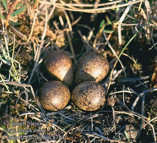 Limicola falcinellus 8784