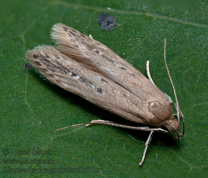 Dunkjevleglansmøll Dunhammermøl Limnaecia phragmitella